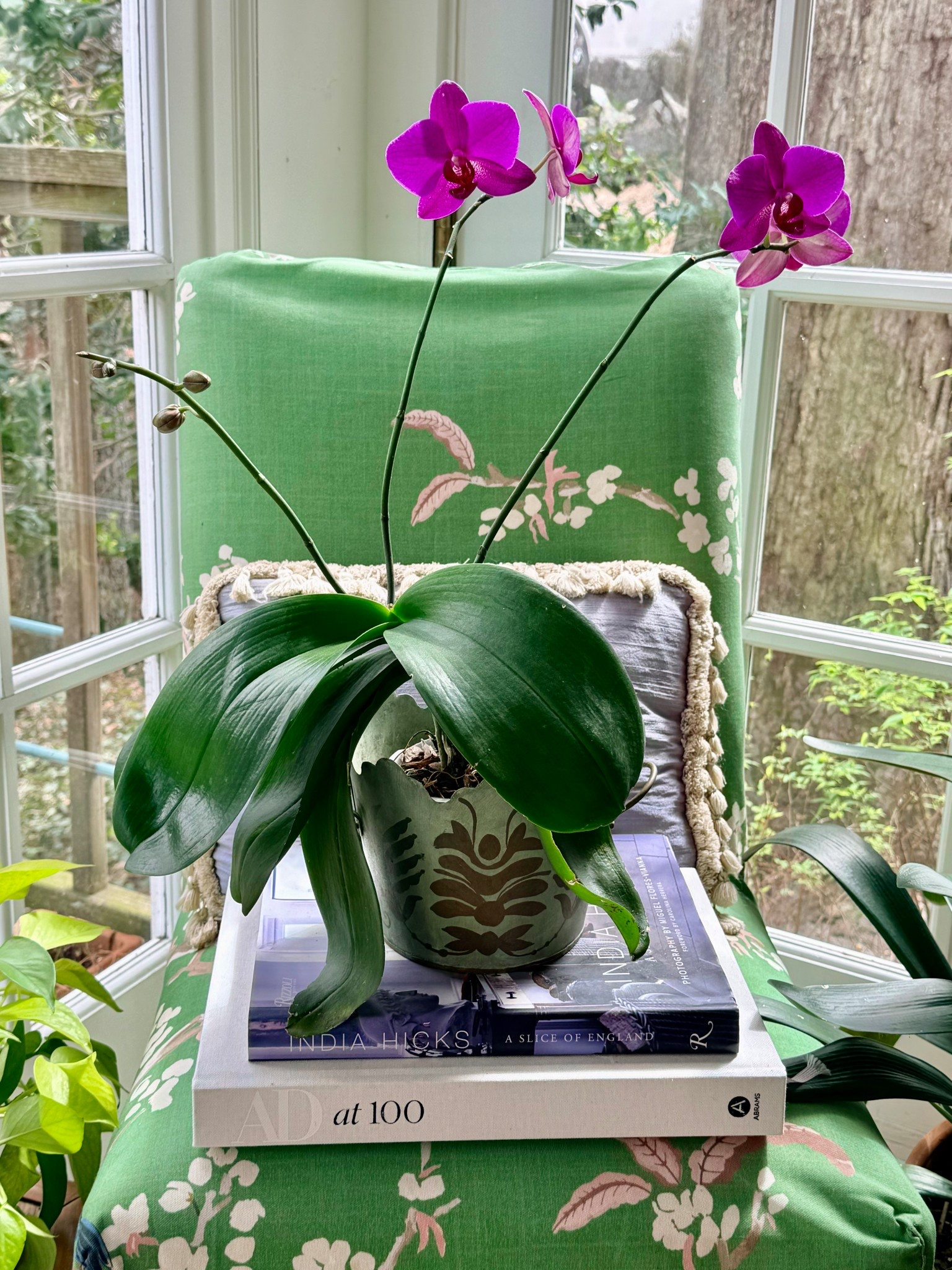 I’ve never had an orchid re-bloom with 3 stalks at once, ever! I think the fertilizer  below is a big part of this gorgeous outcome - the health of the leaves and the multiple stalks and blooms. I use it on all my flowering plants and truly, it has made an enormous impact on the number of blooms, their size and their longevity before dropping off. You can check out my instagram @lcmlifestyle to see more of my flowers!     #lcmlifestyle #houseplants #orchids #interiordesign

#LTKspring #LTKdayinmylife #LTKHome