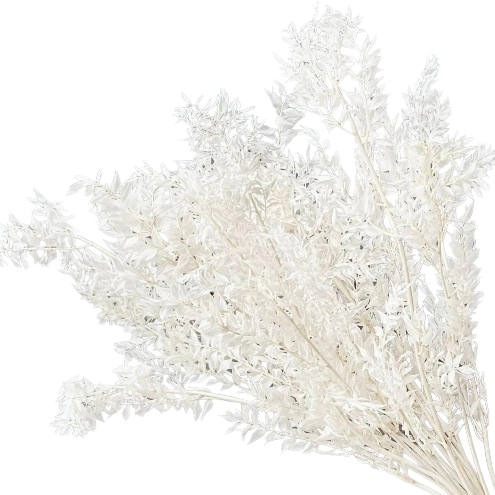 Etokfoks dried white italian ruscus bundle about 10 preserved real stem branches elegant floral filler for boho wedding and home | LETQD1WUX | Lowe's