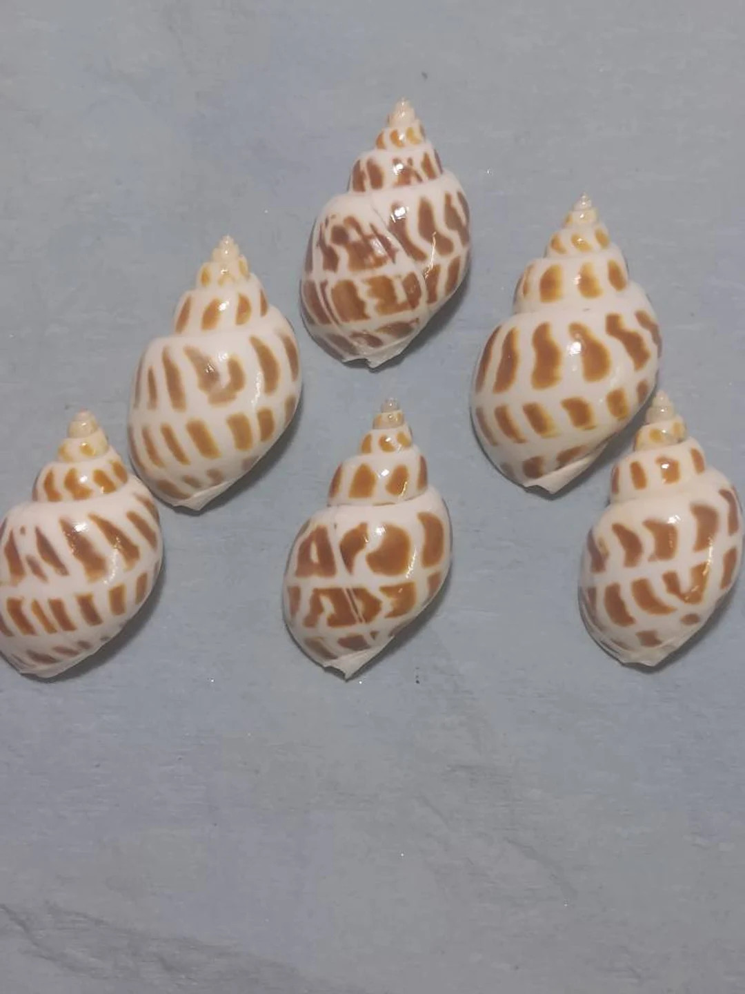 Babylonia Areolata 1" - 1 1/4" Opening 6 Piece Set - Etsy | Etsy (US)