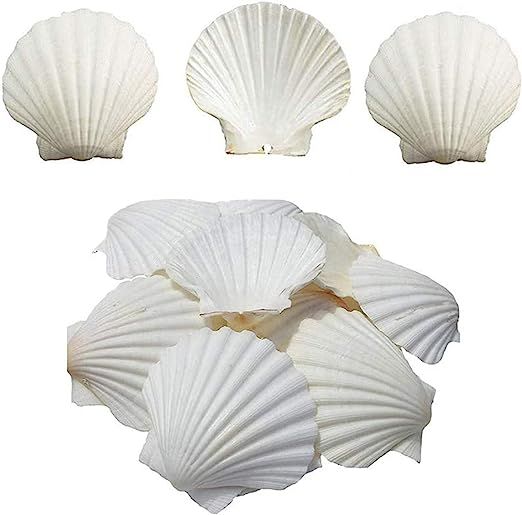 NA Scallop Shells White Natural Seashell 16 PCS for DIY Craft Mermaid Beach Wedding Home Decorati... | Amazon (US)