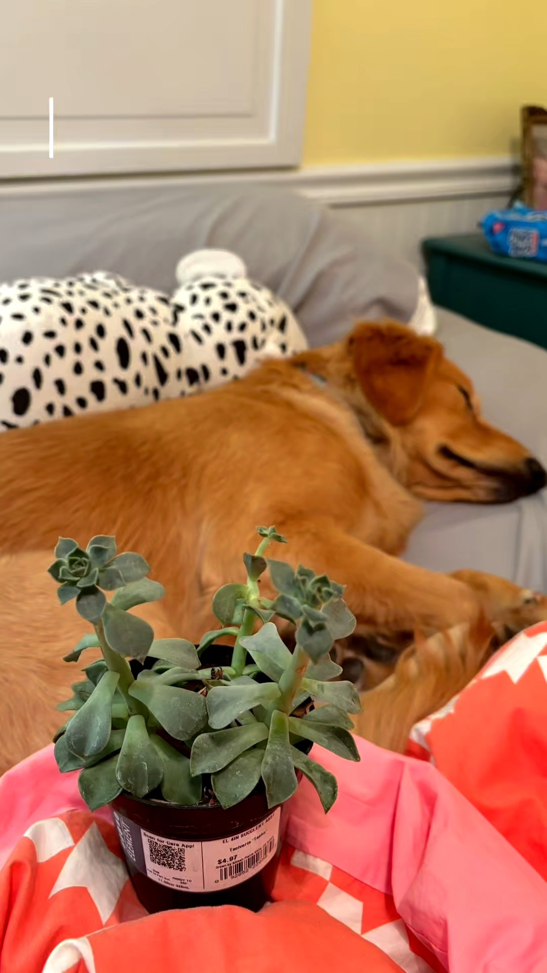 Repot day 🌿 I used the @solsoils Repot Recovery Treatment and their Succulent Gritty Mix to give my plant a little refresh — the perfect combo for a happy repot ✨ 
#ad #SolSoils #RepotWithMe #HouseplantCare #SucculentCare #PlantParent #PlantLover #PlantTok #IndoorJungle #SoilMatters #PlantAesthetic #PlantMom #PlantRoutine #HomeWithPlants #collab

#LTKHome #LTKPets #LTKdayinmylife