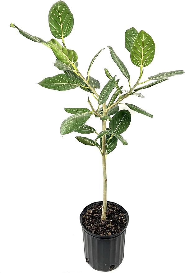 Ficus Audrey Standard - Live Plant in a 10 Inch Pot - Ficus Benghalensis - Beautiful Ornamental I... | Amazon (US)