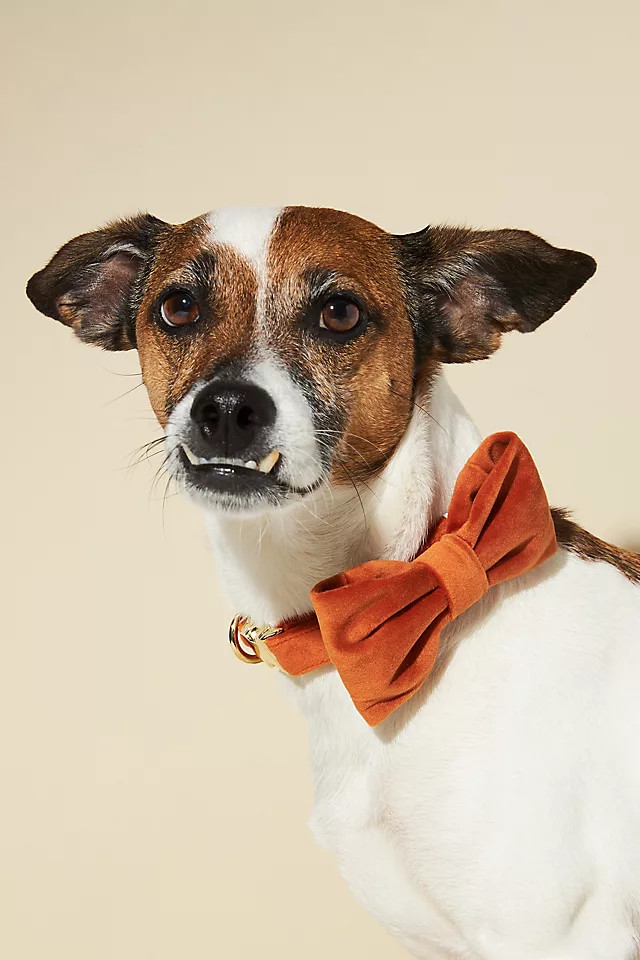 The Foggy Dog Velvet Pumpkin Bow Tie | Anthropologie (US)