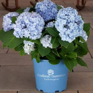 Perennial Hydrangea Endless Summer Original 1.0 Gal. 1120 - The Home Depot | The Home Depot