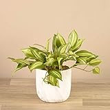 BLOOMR Potted Artificial Vanilla Leaf Plant, Trendy Luxury Silk Fabric Green Decorative Indoor Faux  | Amazon (US)