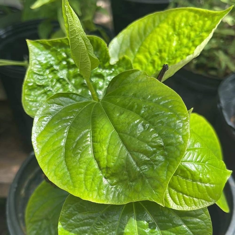 4" Pot Live Betel Leaf Plant, Piper sarmentosum, Piper Lolot-Organic, La Lot or Vietnamese Betel | Amazon (US)