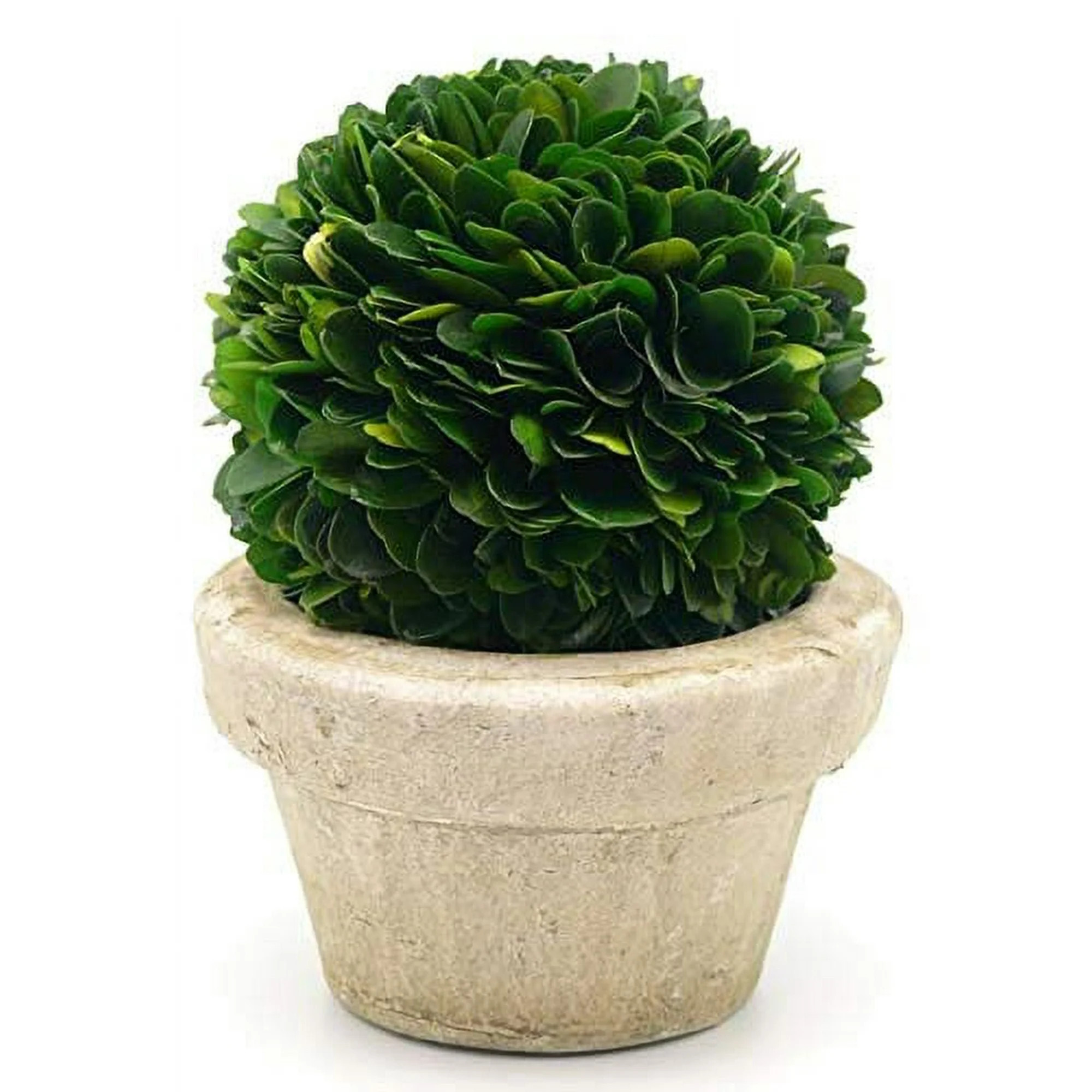 Serene Spaces Living Preserved Boxwood Ball with Small Pot ? Boxwood in Planters, Preserved Plant... | Walmart (US)