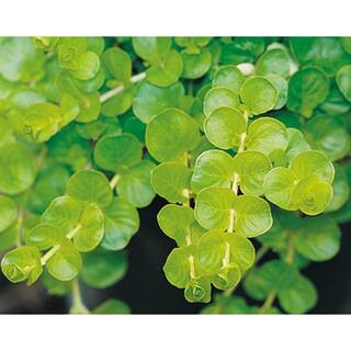 PROVEN WINNERS 4.5 in. Qt. Goldilocks Creeping Jenny (Lysimachia) Live Plant, Gold-Green Foliage-... | The Home Depot