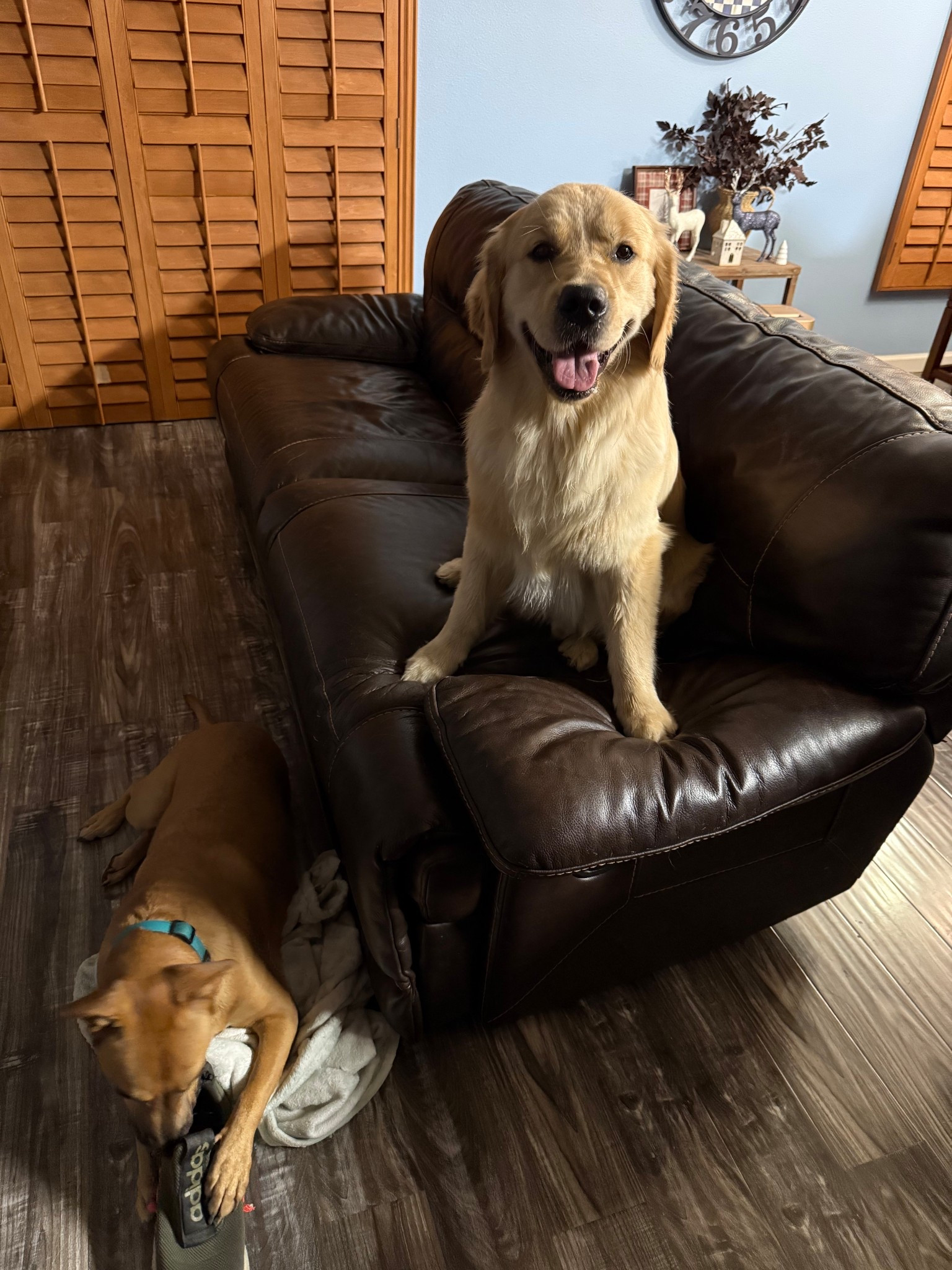 Best part of my entire day is coming home to these two knuckleheads😚 one’s sour and one’s sweet😅🥰 wouldn’t trade them for the world🐾🫶🏻


#LTKpets #LTKdogmomlife #LTKdogmom

#LTKHome #LTKdayinmylife