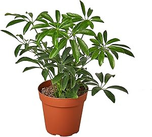 House Plant Shop | Schefflera Arboricola 'Umbrella Plant' - 4" Pot | Live Indoor Plant | Easy to ... | Amazon (US)