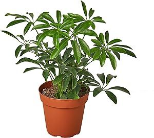 House Plant Shop | Schefflera Arboricola 'Umbrella Plant' - 4" Pot | Live Indoor Plant | Easy to ... | Amazon (US)