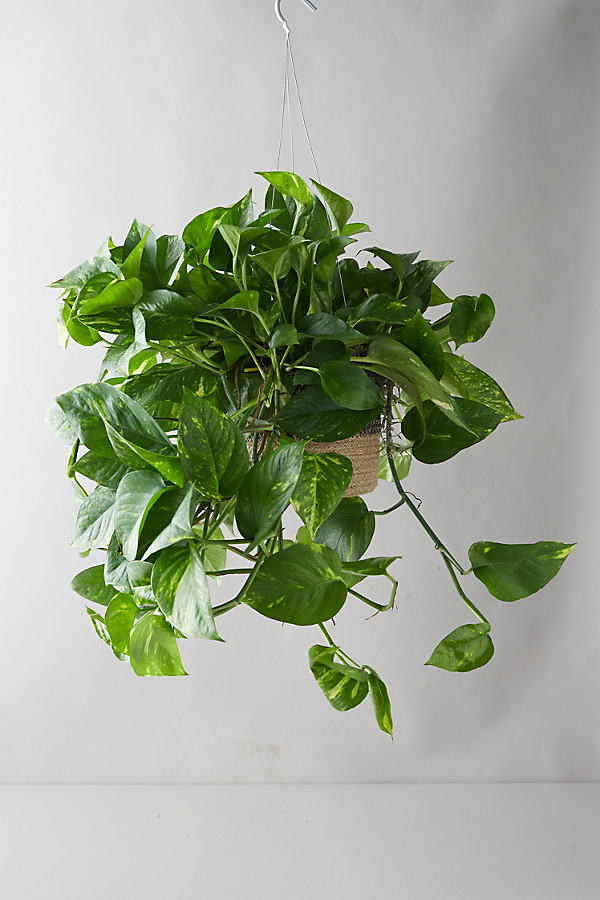 Pothos Plant, Hanging Jute Basket By Anthropologie in Assorted Size ALL | Anthropologie (US)