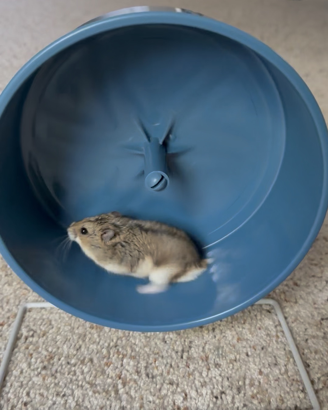 Jerry the dwarf hamster 🐹

#LTKHome #LTKKids #LTKPets