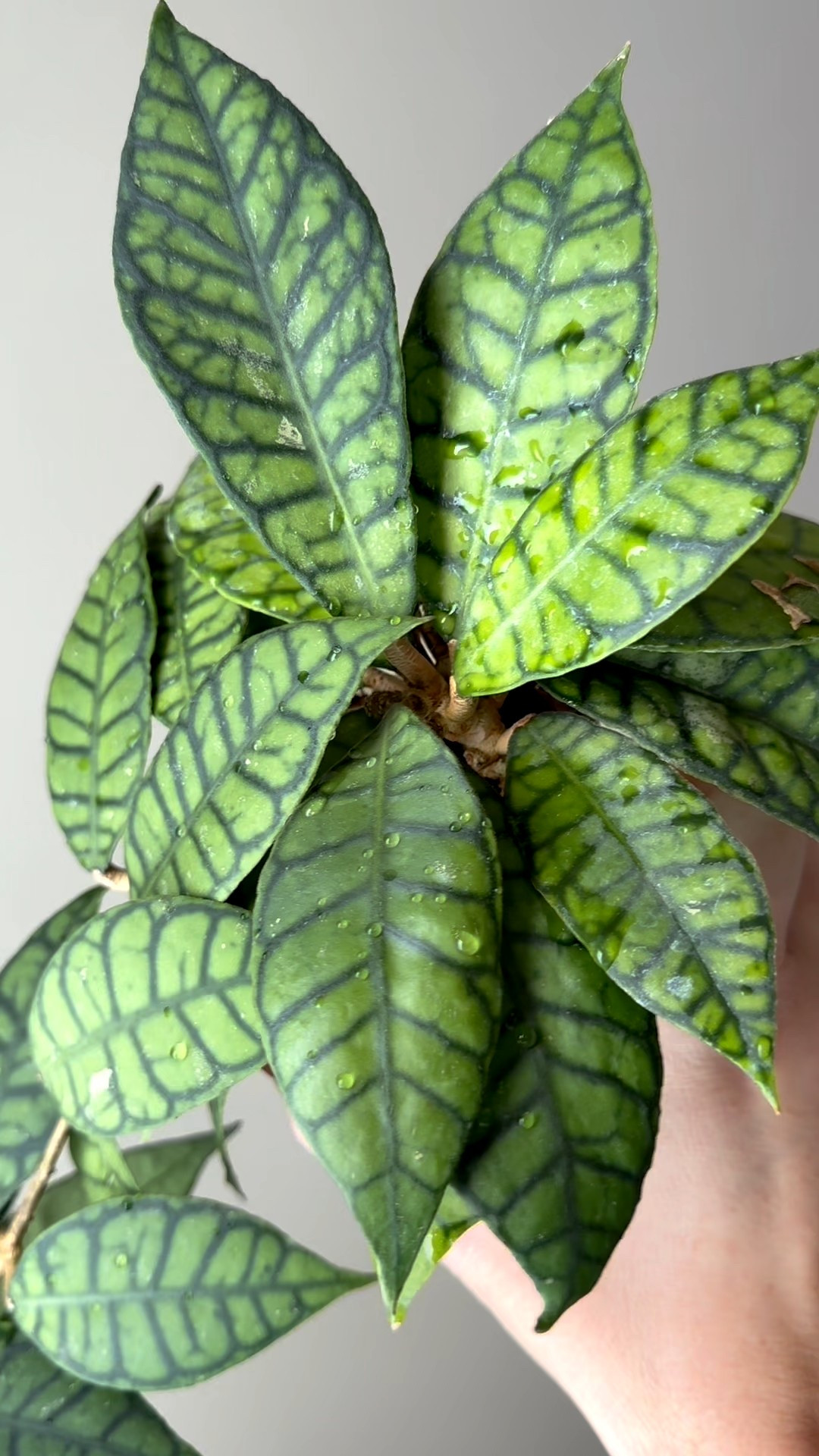This Hoya is more interested in developing flowers than growing leaves. It’s always blooming. Look at that foliage…it is some stiff competition for those blooms. What do you like better on #hoyacallistophylla the blooms or the leaves?

Liz’s personal experience only…every environment is different:
🪴Light: under grow lights next to a window 
🪴Water: when dry
🪴Avg Temp last 30 days: 74F
🪴Relative Humidity last 30 days: 45%
🪴Fussy: not for me
🪴Rate of growth: slow
🪴Growing Medium: coco husks 
🪴Fertilizer frequency: I use a nutrient diverse fertilizer that is perfect for Hoyas about every other watering while I’m seeing active growth. I stop if the plant is in dormancy. The fertilizer I use, contains macro & micronutrients, it’s the best I’ve found for hoyas
🪴Time In My Care: 4 years
🪴Age until 1st bloom: 1 year
💚Would Liz recommend this one: yes. It’s so stunning and easy. 

#ilovehoyas #hoyacollector #hoyahead #hoyaappreciation #hoyacollection #plantsmakemehappy #ihavethisthingwithplants #easilydistractedbyplants 

#LTKFindsUnder100 #LTKFindsUnder50 #LTKHome
