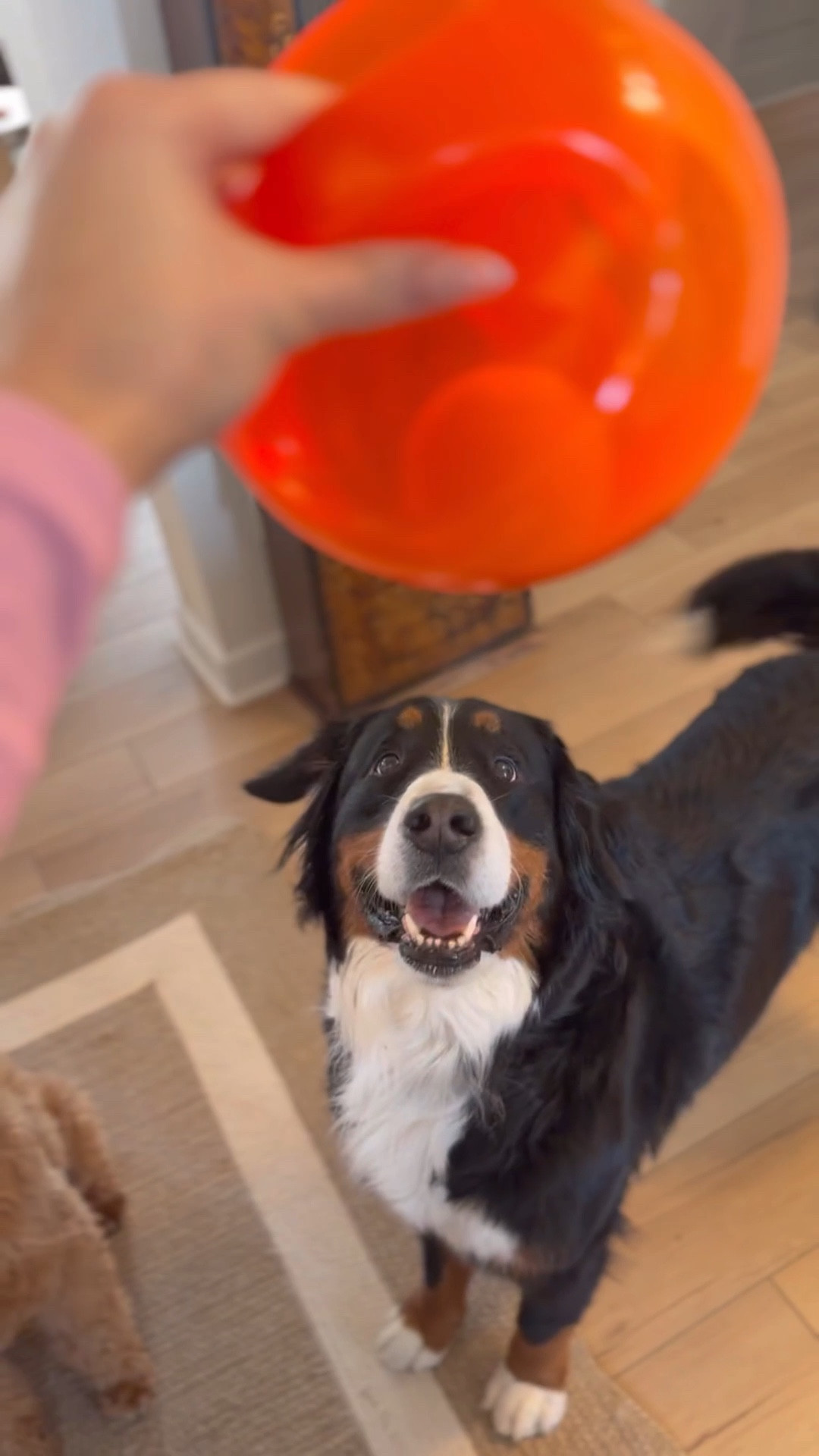 Petco might be where the pets go… but it’s 10000% where the pet parents go 😂
With 4 dogs, all different sizes and personalities, I need options and they always have everything. It’s been my go-to forever for a reason 🐾 @petco #petcopartner 

#LTKdayinmylife #LTKHome #LTKmomlife