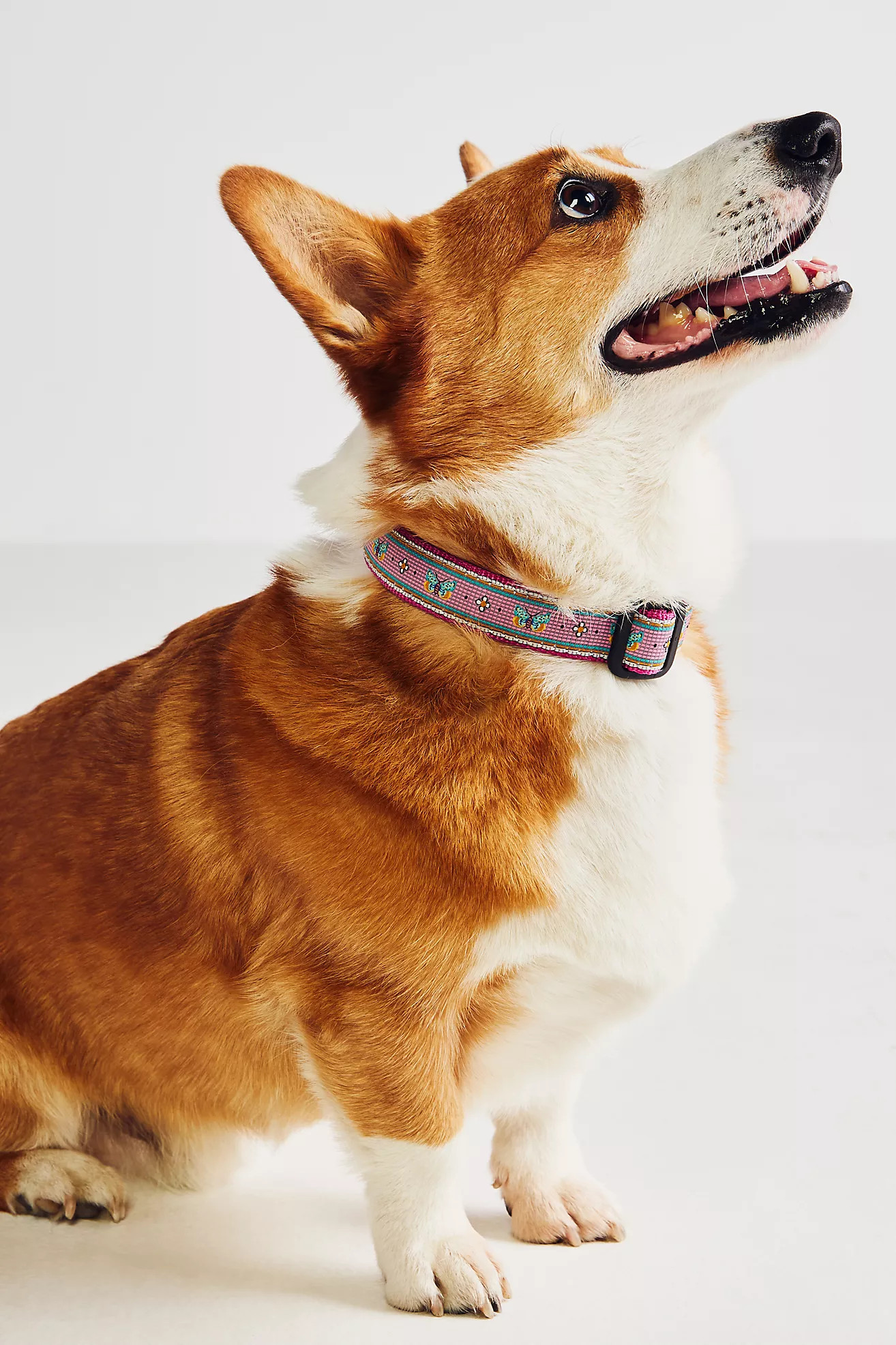 Bistro Garden Tile Dog Collar | Anthropologie (US)