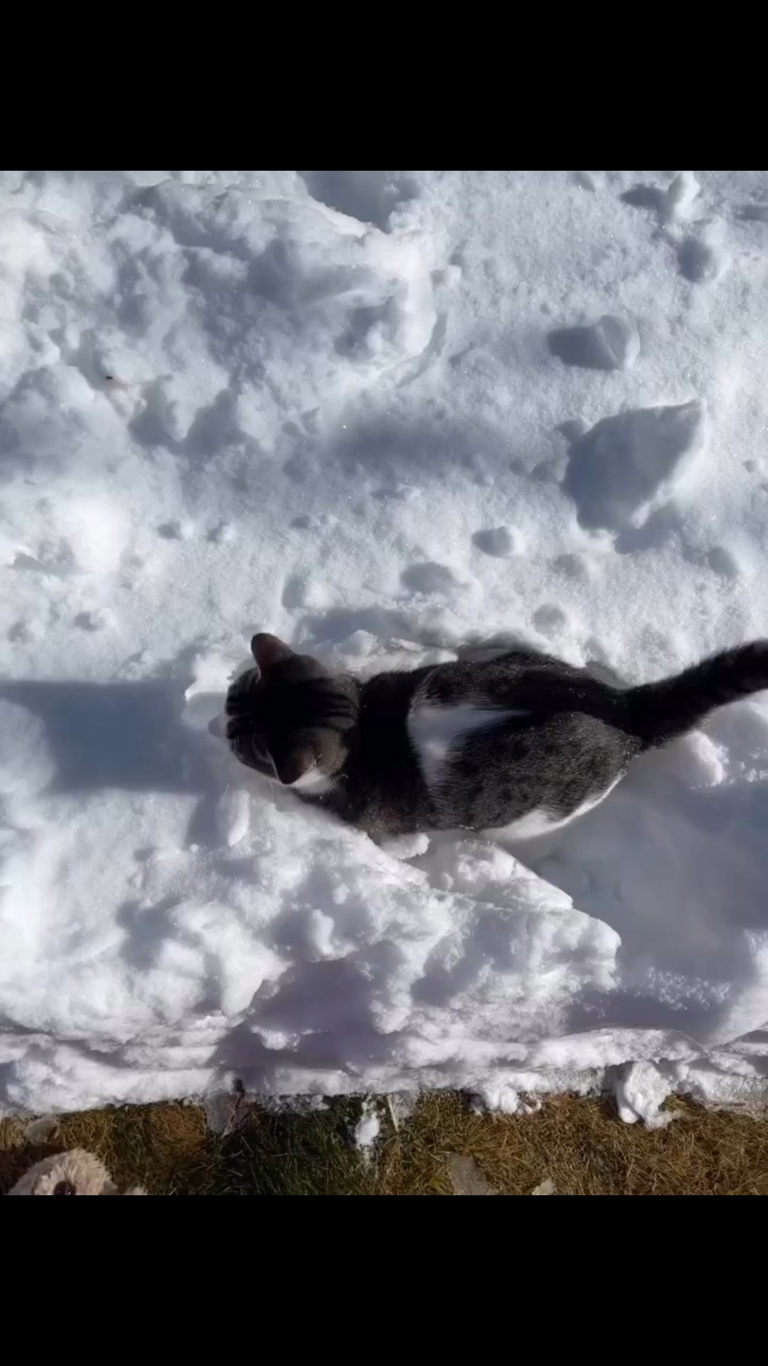 Cat Coraline decided to check out the cold white stuff in our yard. 
Yes, my Cajun husband is wearing flip flops. 🤷🏽‍♀️🤣

#LTKFamily #LTKWatchNow #LTKPets