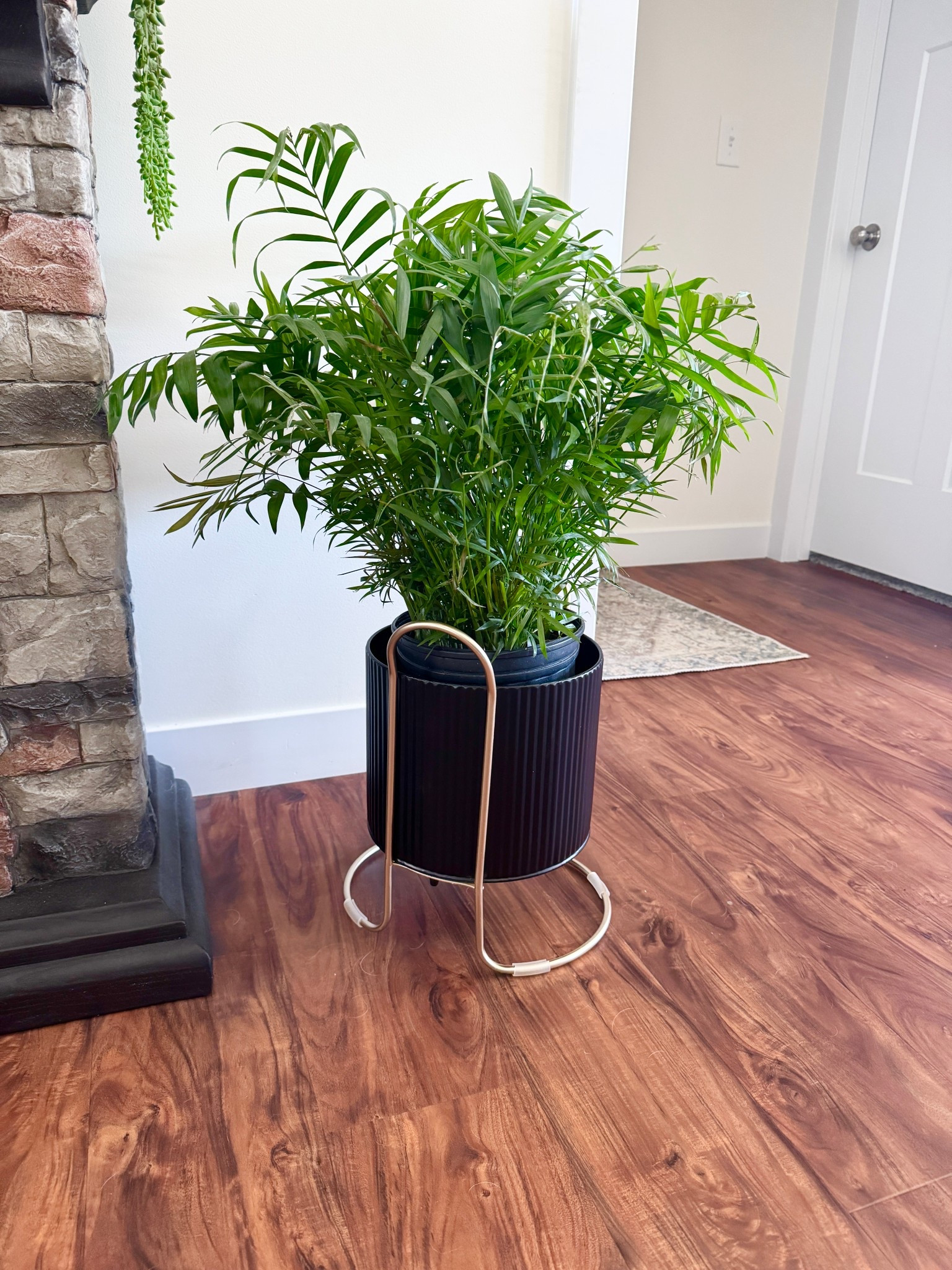 Found this cute plant stand from Walmart!


#LTKSeasonal #LTKHome