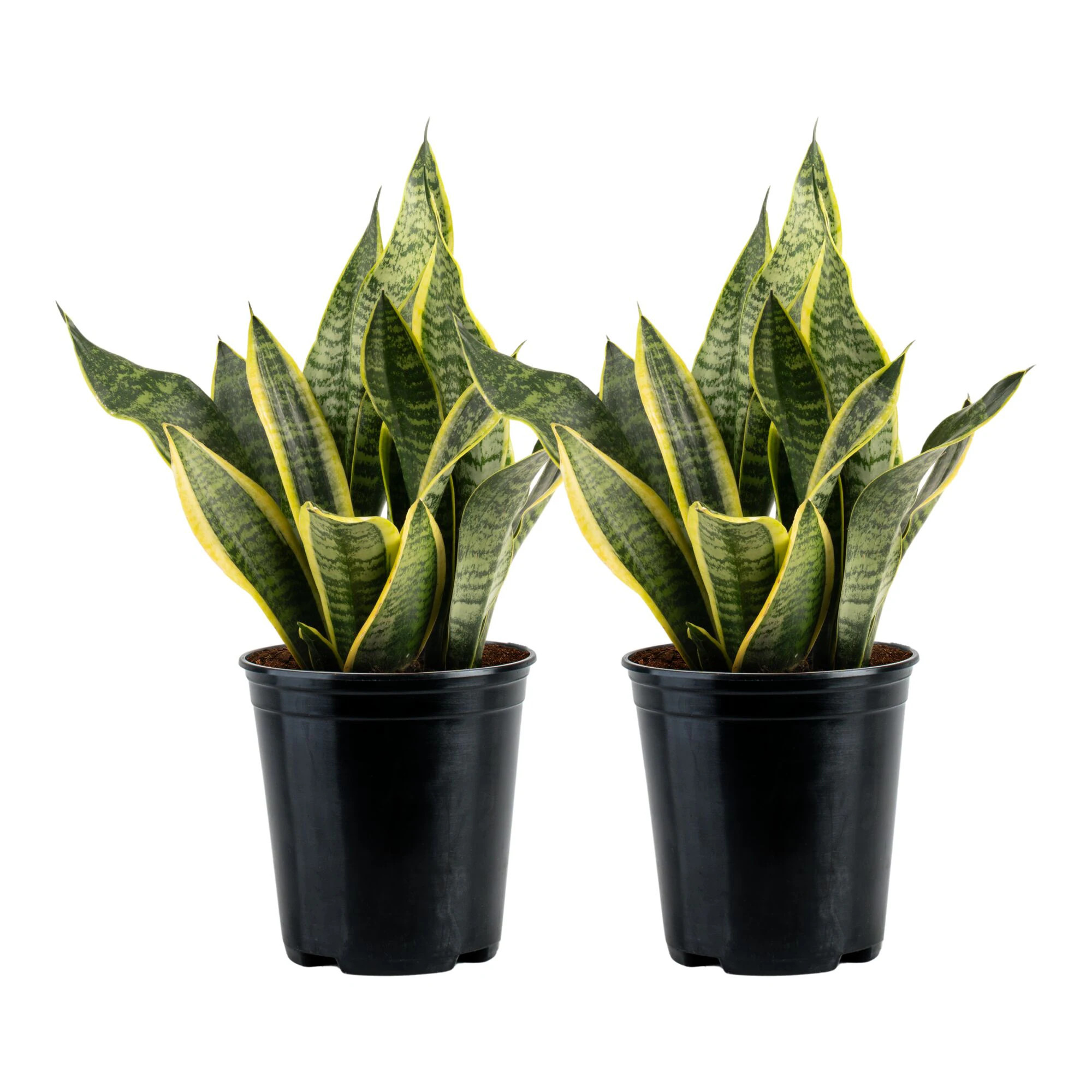 Costa Farms Grower's Choice Sansevieria Snake Plant House plant in 5 Inch(es) Pot 2 -Pack | CO.SL07.1.GP.2PK | Lowe's