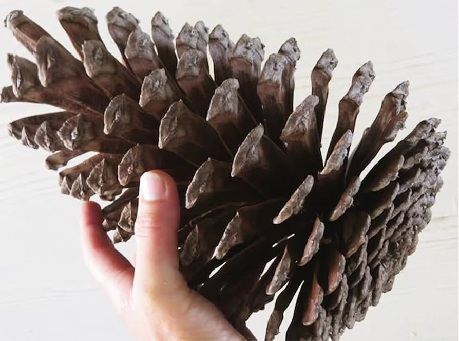 4 Pack - Jumbo Pine Cones 7" to 10” Tall Bulk Package All Natural, Perfect for Christmas, Crafting, and Home Accent Decor Pine Cones - UNSCENTED | Amazon (US)