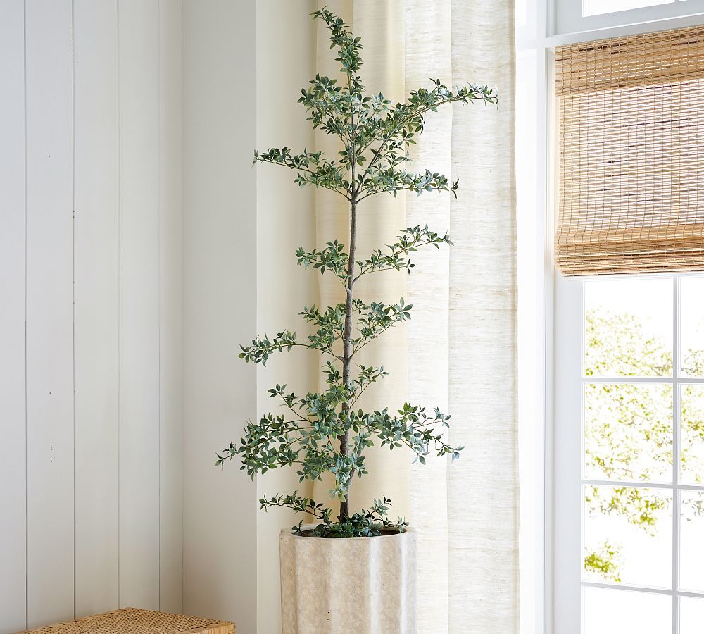 Faux Black Olive Tree | Pottery Barn (US)