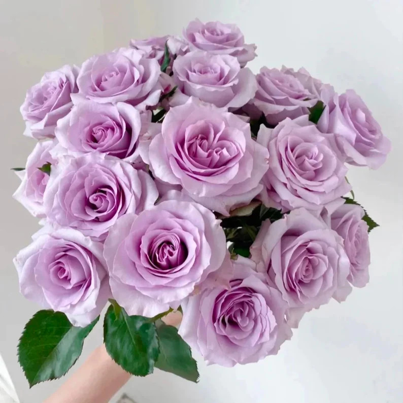 Rose “Ocean Song” 海洋之歌 Cut Flower Live Plant, 6 inch ownroot | Etsy (US)