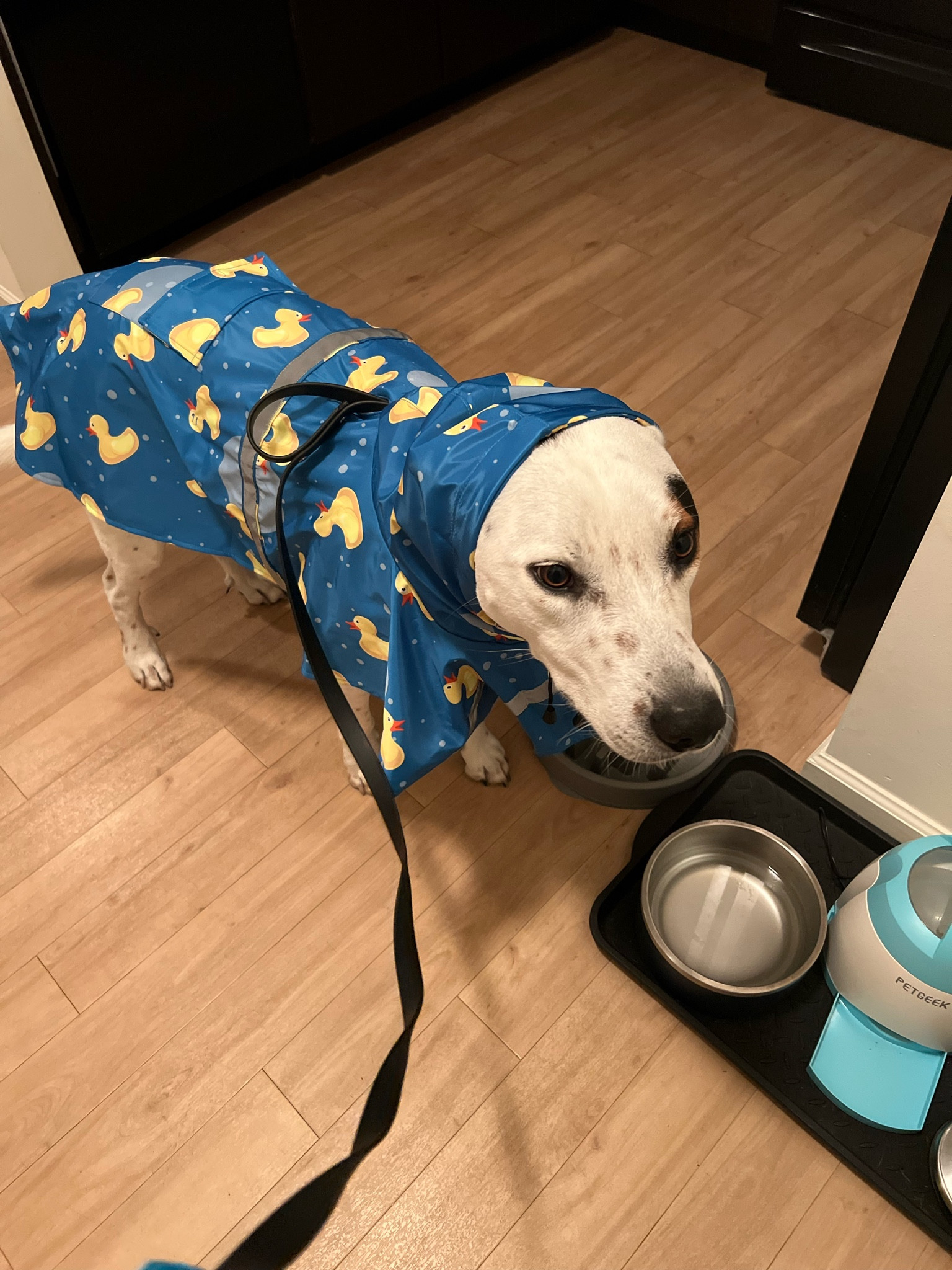 Nacoco store dog raincoat