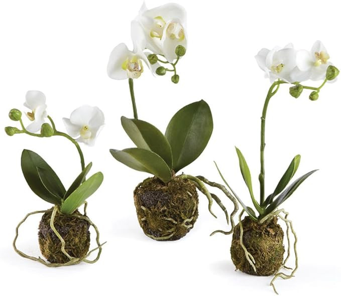 Porch & Petal Phalaenopsis Drop-Ins, Set of 3, 2.5x11.5x2.5, Green/White, 2 Piece | Amazon (US)