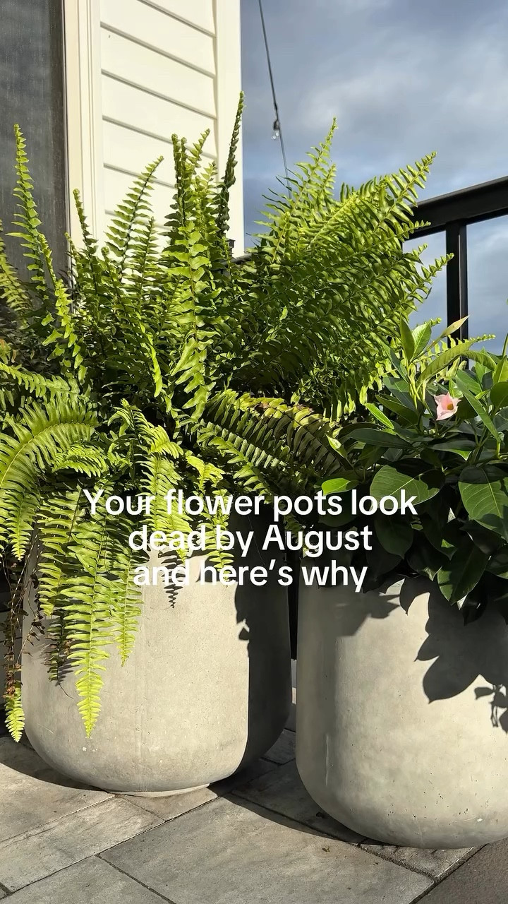 I’ve tried a lot of flowers in outdoor pots over the years, and these are the two I keep rebuying.

Rio Dipladenias stay full, bloom nonstop, and somehow still look good at the end of summer instead of getting thin and scraggly halfway through July.

And ferns honestly make every planter look better. They instantly make pots feel lush and layered and they’re super low maintenance.

Both of these are usually easy to find @homedepot and they’ve become my go-to combo for summer planters that actually last.

#outdoorplanters #homedecorideas #summerdecor