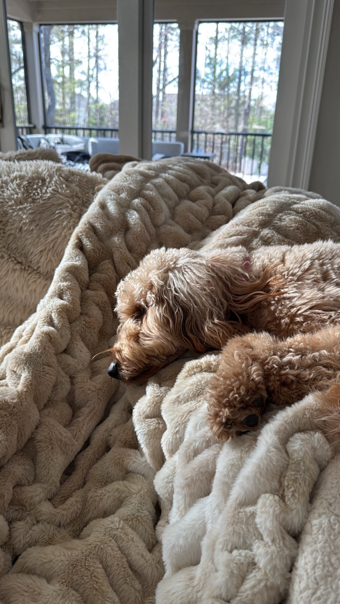 Everyone loves this blanket 🤎 
Use: COACHLISA35 for 35% off! 

This is the caramel n cream XL 


#LTKHome #LTKmomlife #LTKdayinmylife