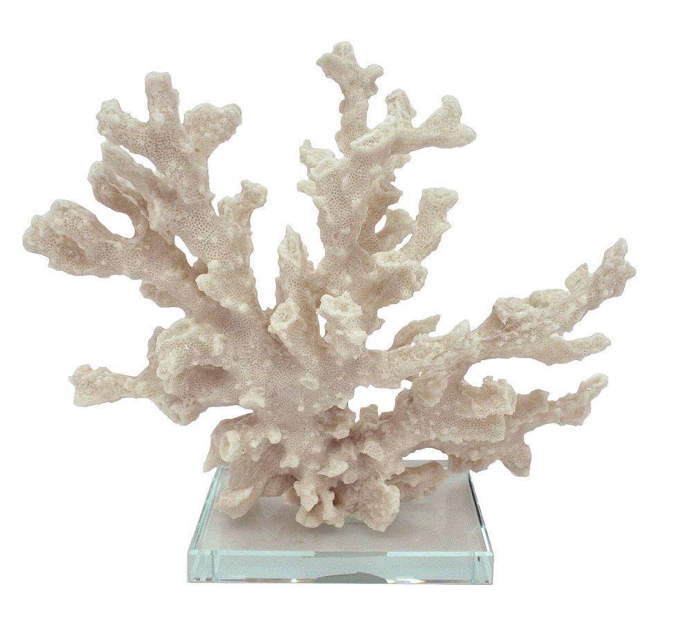 Branching Coral With Clear Glass Base | Pottery Barn (US)