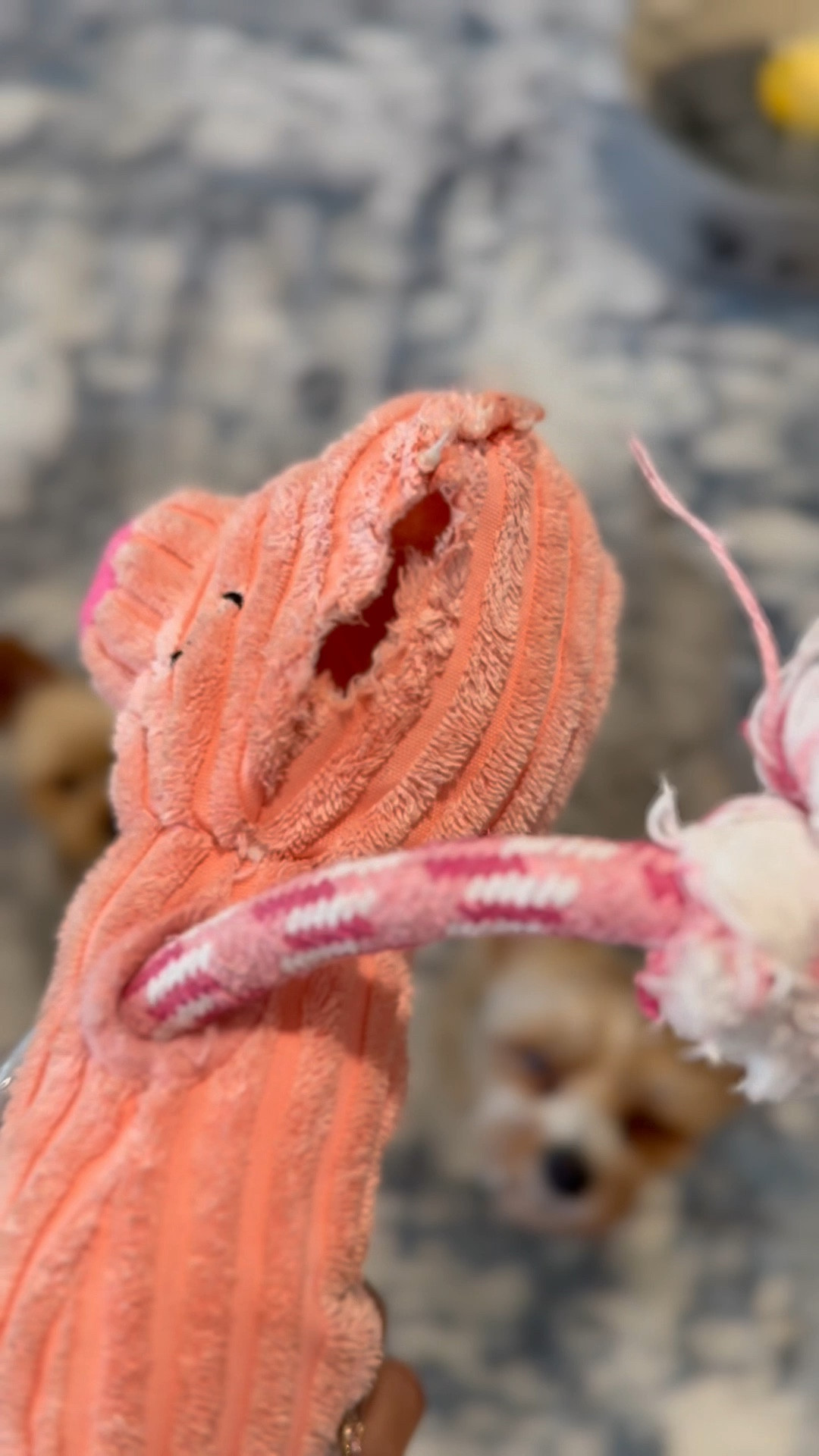 Sabby and Bleu showing one of their favorite toys! 

#LTKFindsUnder50 #LTKWatchNow #LTKPets