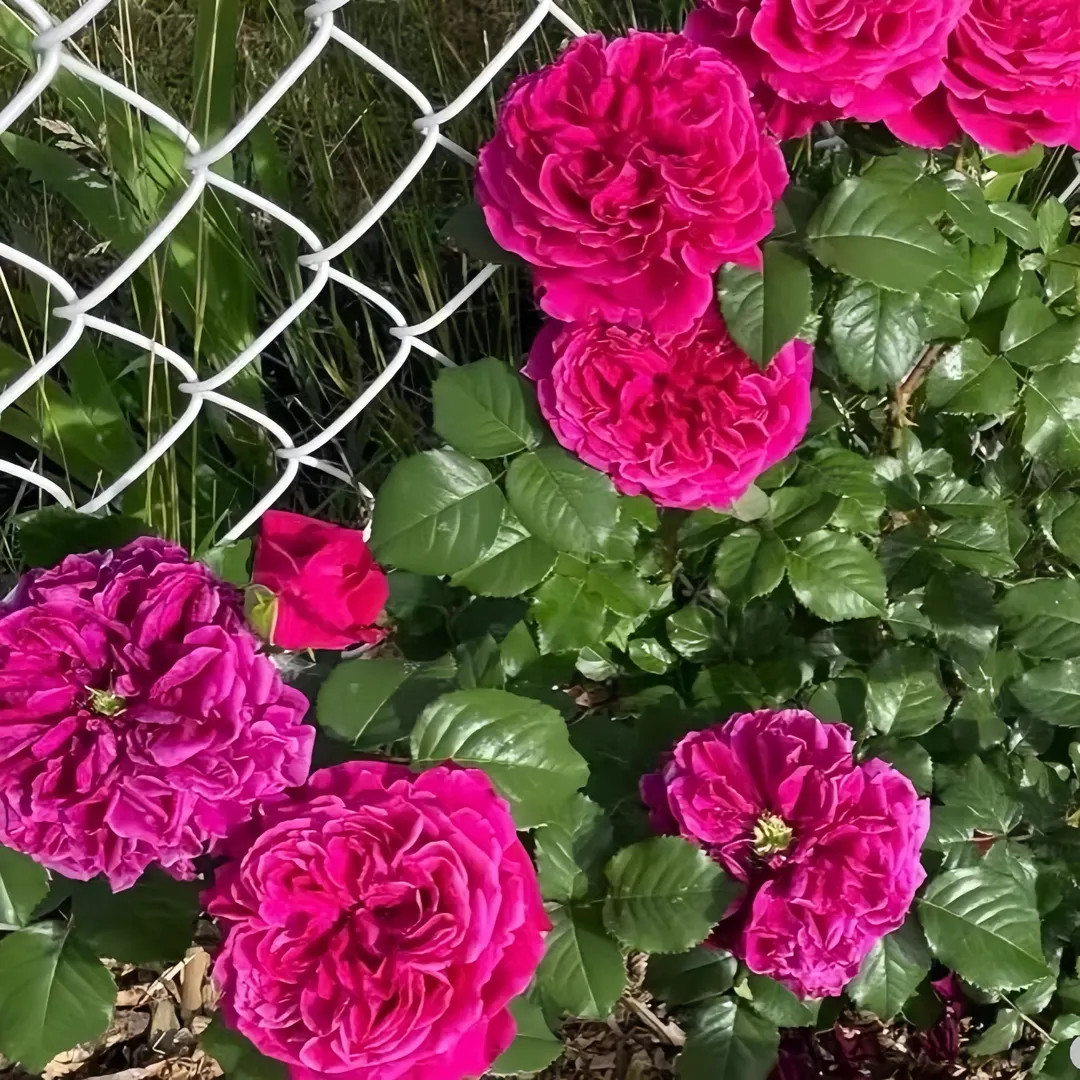 Auschild. Own root. Strong plant | Etsy (US)