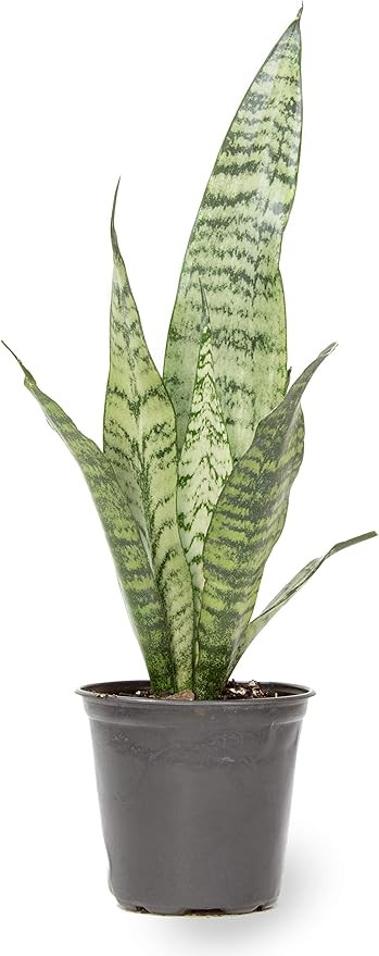 Amazon.com: Live Snake Plant, Sansevieria Zeylanica, Indoor House Plant in Pot, Mother in Law Ton... | Amazon (US)