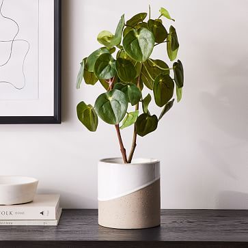 Faux Potted Pilea Peperomioides | West Elm (US)