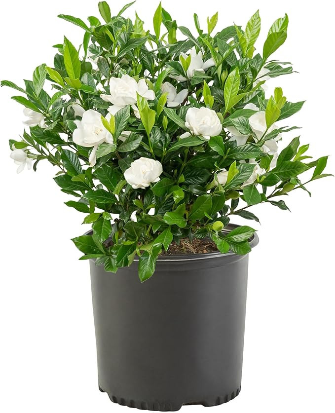 Shrub August Beauty Gardenia, 1 Gallon, Lustrous Green Foliage | Amazon (US)