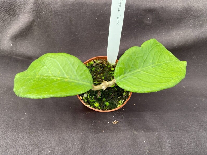 Hoya Sp. Timor, Rare & Beautiful Hoya, Rooted Plant Shipped in 2.5 Pot. - Etsy | Etsy (US)