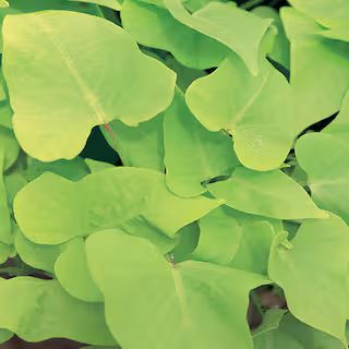 1.38-Pint Green Sweet Potato Vine Plant | The Home Depot