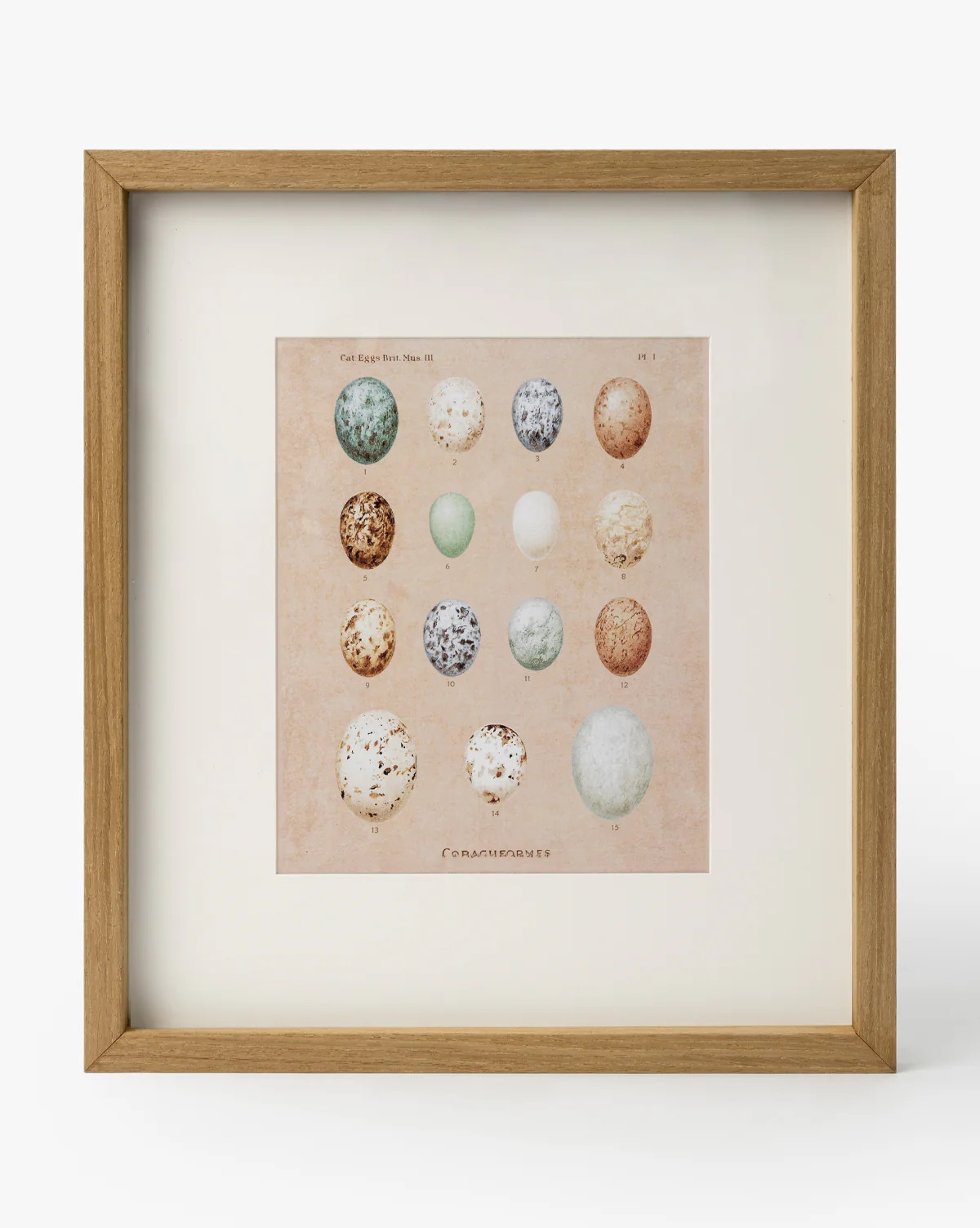 Ornithology Art | McGee & Co. (US)