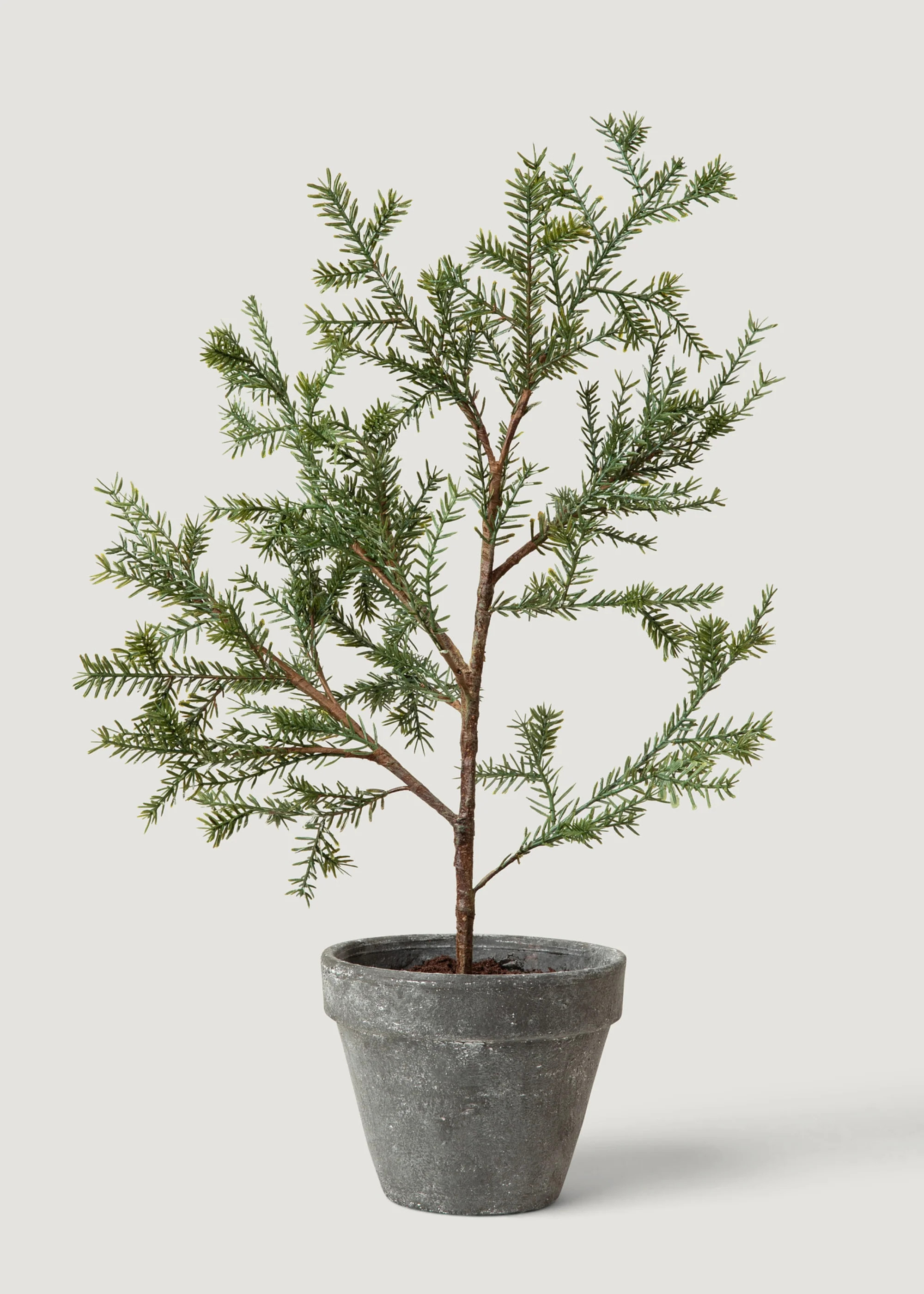 Young Sapling Faux Pine Tree in Pot - 19" | Afloral