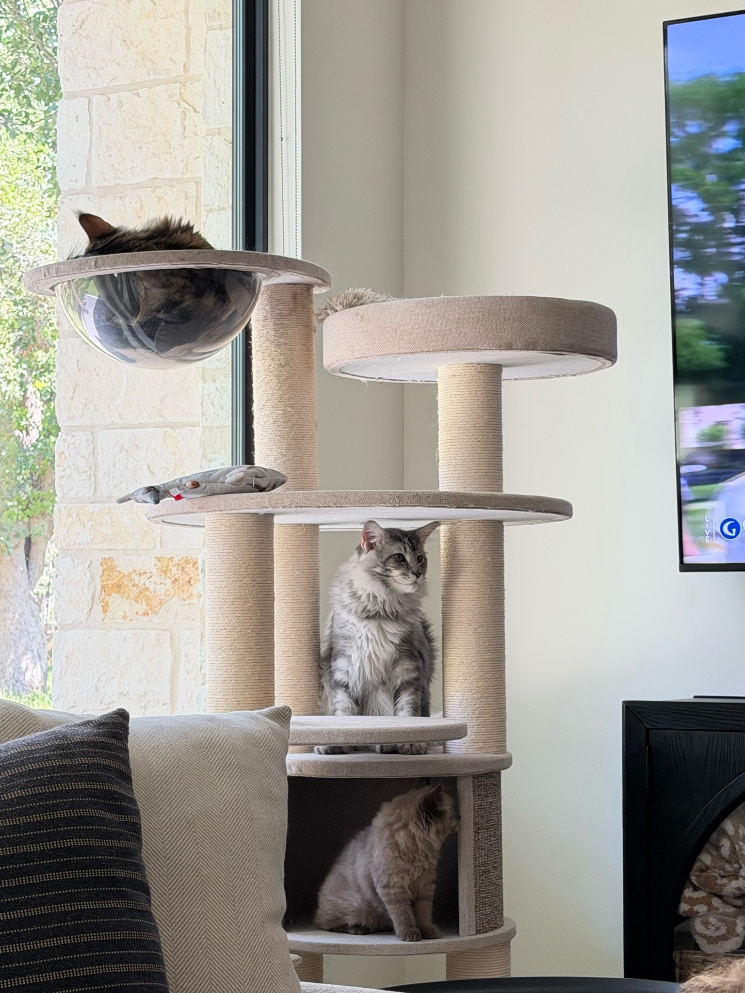 Cat tower on major sale!