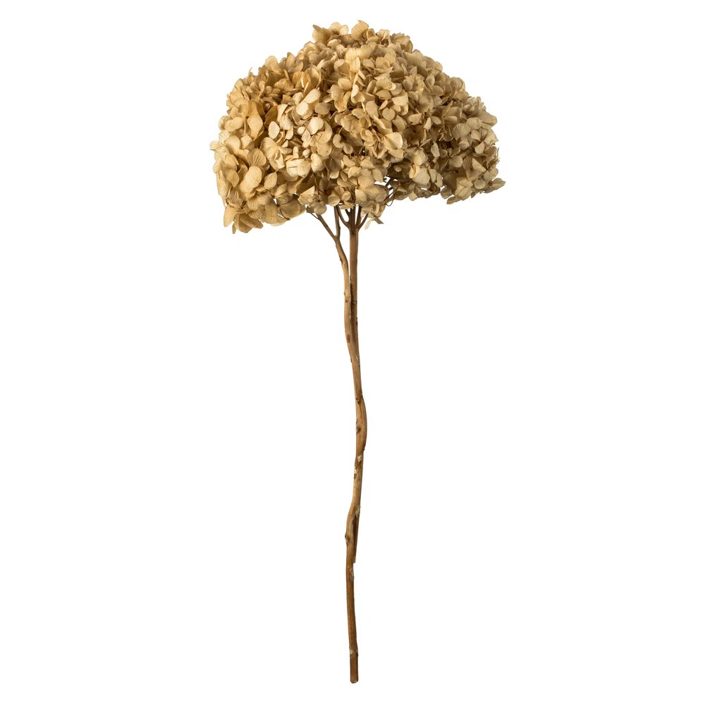 Natural Botanicals 15" Hydrangea with Multiple Branch Segments, Preserved | Wayfair North America