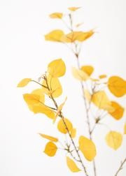 Artificial Aspen Leaf Spray in Yellow Gold - 40" Tall | Afloral (US)
