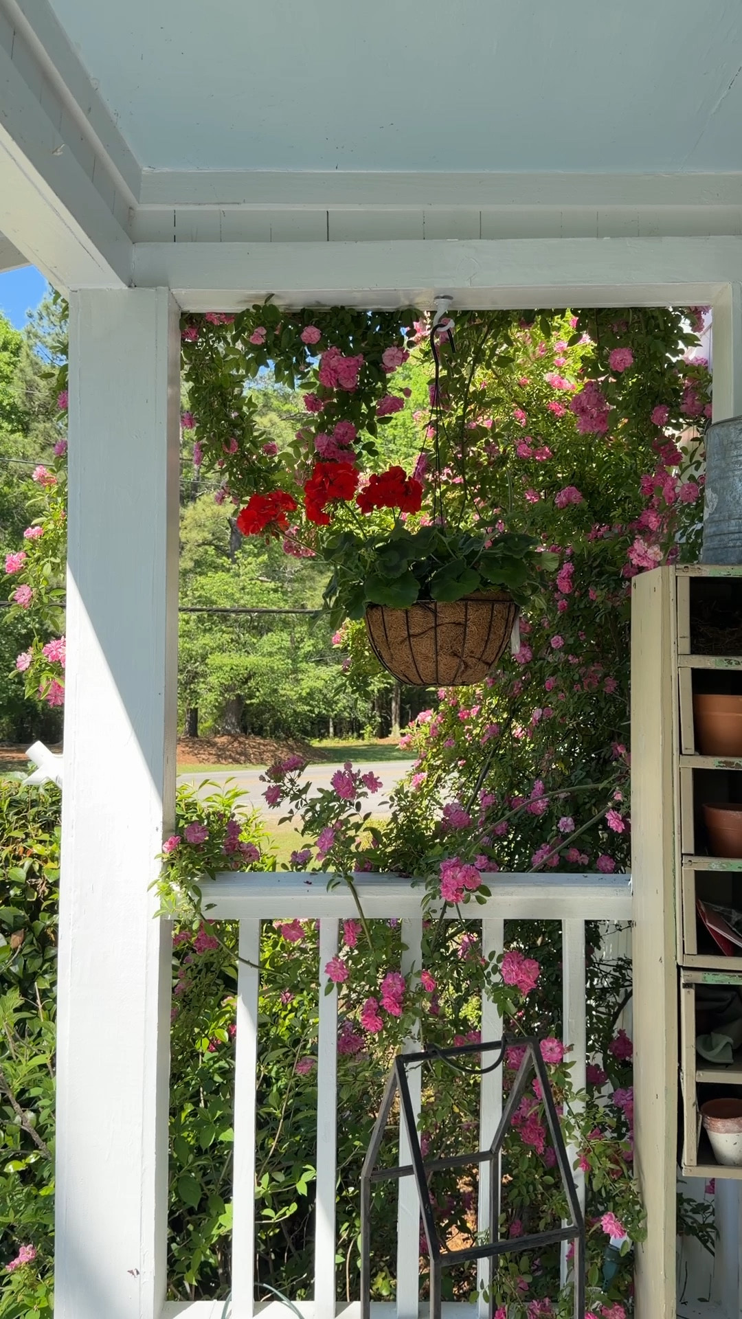 Peggy Martin is starting to show off!! This isn’t even fully bloomed. 10/10 recommend this rose. She’s not too fussy! 

#LTKMothersDay #LTKHome #LTKSeasonal