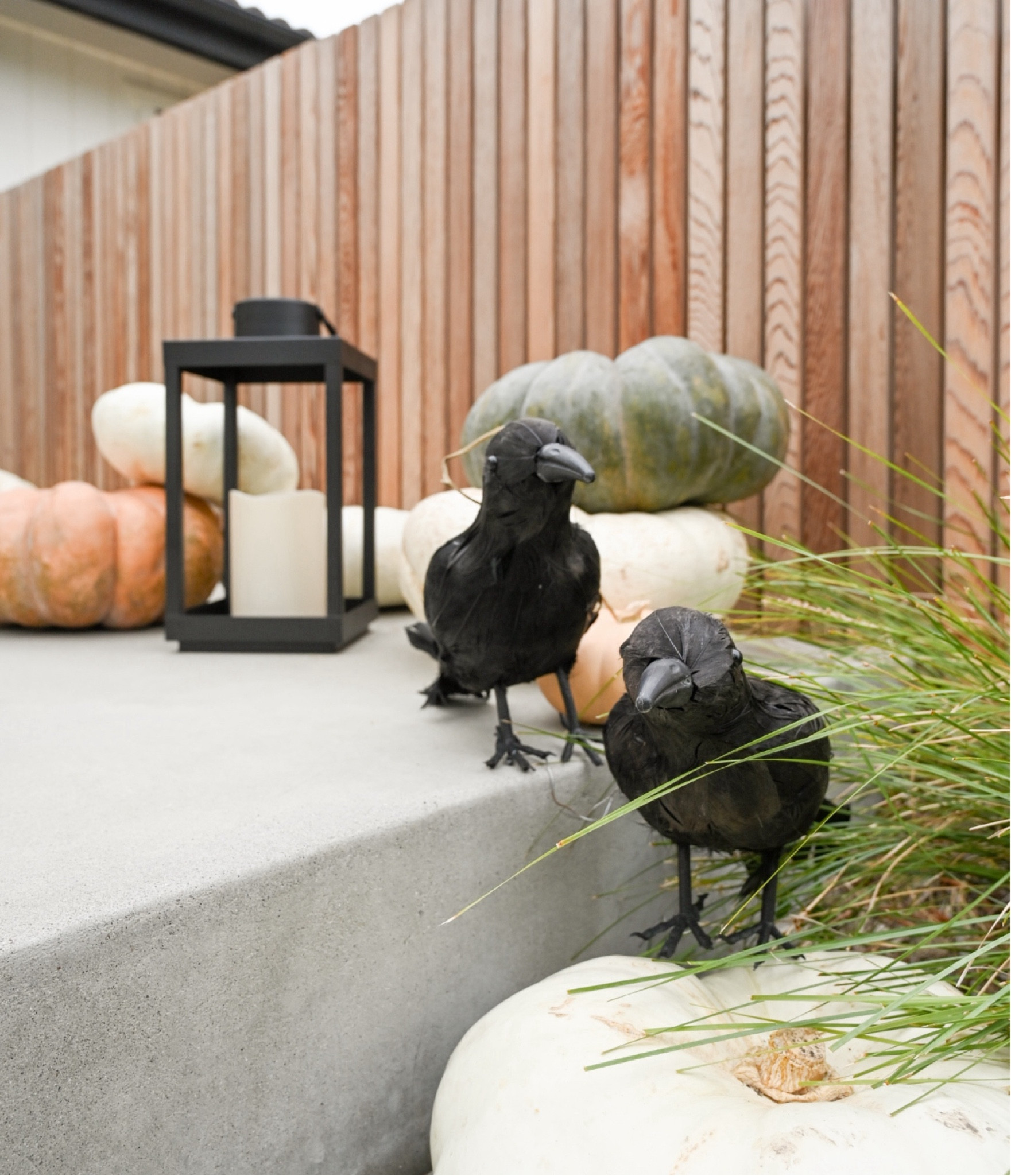 Neutral Halloween 

Keeping things neutral with earthy pumpkins and creepy crows and a rustic lantern.

Halloween decor
Halloween 2024
Halloween porch
Halloween inspo

#LTKFindsUnder50 #LTKSeasonal #LTKStyleTip