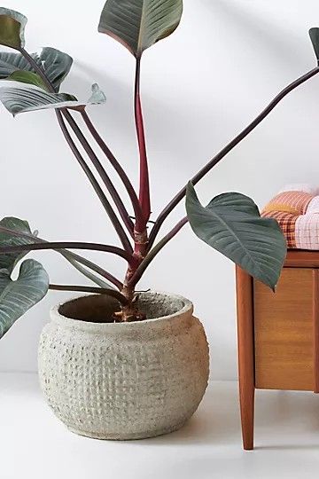 Kemi Pot | Anthropologie (US)