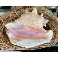 Vintage Conch Shell Real Seashell Specimen Large Pink Beach Cottage Decor 9 Inch Long | Etsy (US)