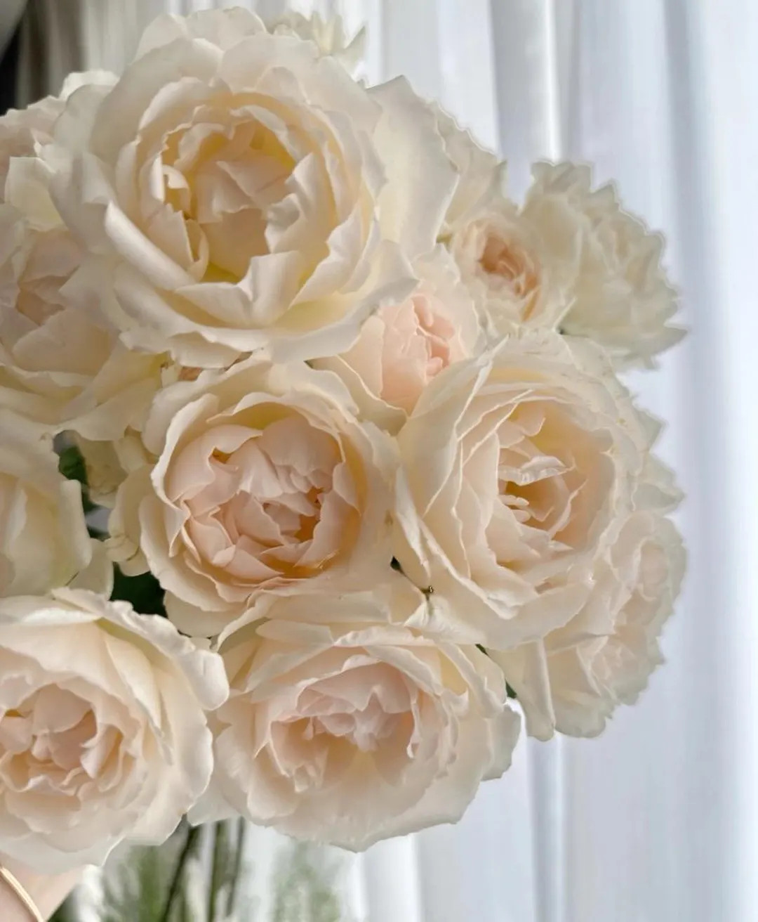 Rose【kashō｜かしょう｜华宵】- 1.5 Gal Liveplant｜ Japanese New Variety｜imai Kiyosh... | Etsy (US)