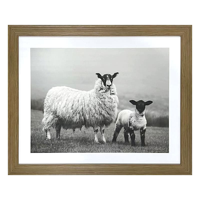 Glass Framed Sheep Print Wall Art, 22x18 | At Home