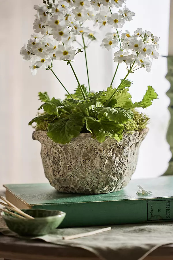 Maritime Bowl Planter | Anthropologie (US)